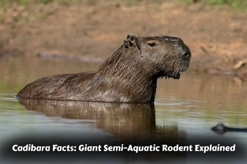 Cadibara Facts: Giant Semi-Aquatic Rodent Explained